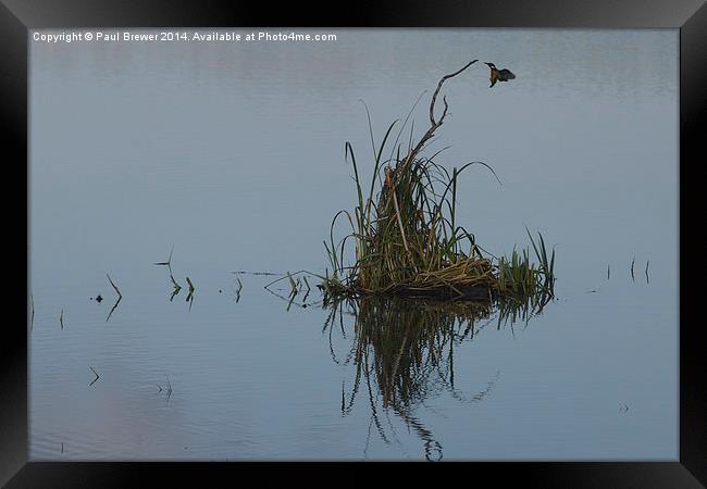 Kingfisher Framed Print by Paul Brewer