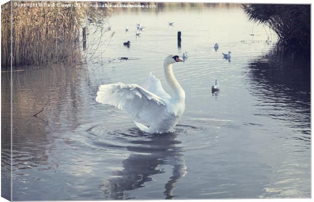 Swan Stretches on Radipole Lake Weymouth Canvas Print by Paul Brewer