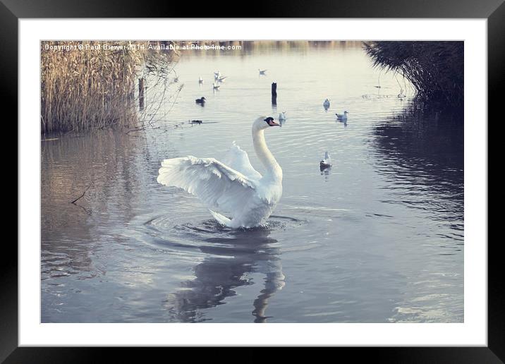 Swan Stretches on Radipole Lake Weymouth Framed Mounted Print by Paul Brewer