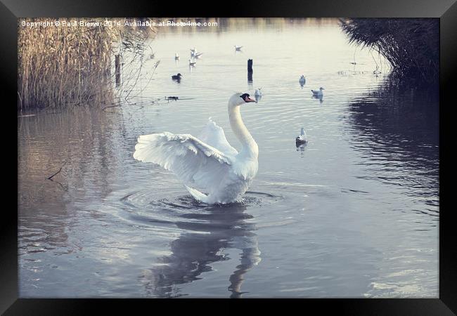 Swan Stretches on Radipole Lake Weymouth Framed Print by Paul Brewer