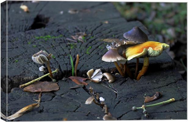 Mushrooms on a Bench Canvas Print by Tony Murtagh