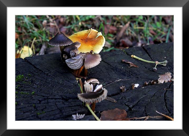 Mushroom Selection   Framed Mounted Print by Tony Murtagh