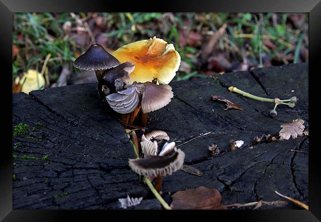 Mushroom Selection   Framed Print by Tony Murtagh