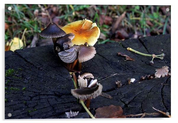 Mushroom Selection   Acrylic by Tony Murtagh