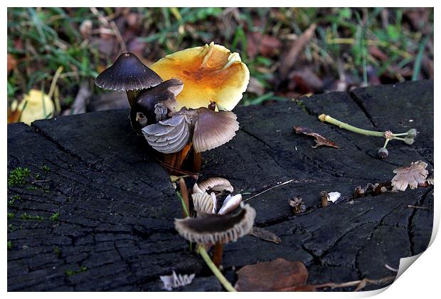 Mushroom Selection   Print by Tony Murtagh