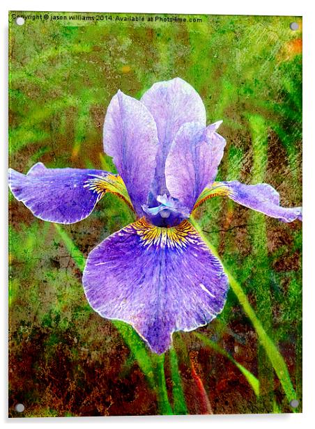  Iris Acrylic by Jason Williams