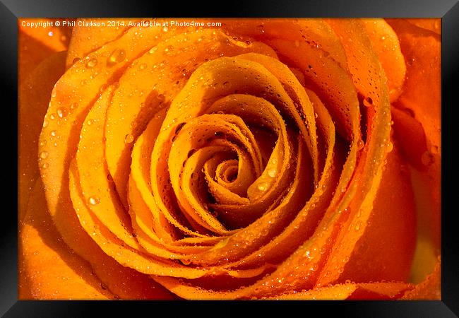 Orange Rose Abstract Framed Print by Phil Clarkson