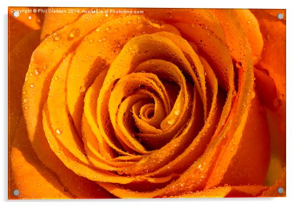 Orange Rose Abstract Acrylic by Phil Clarkson
