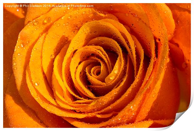 Orange Rose Abstract Print by Phil Clarkson
