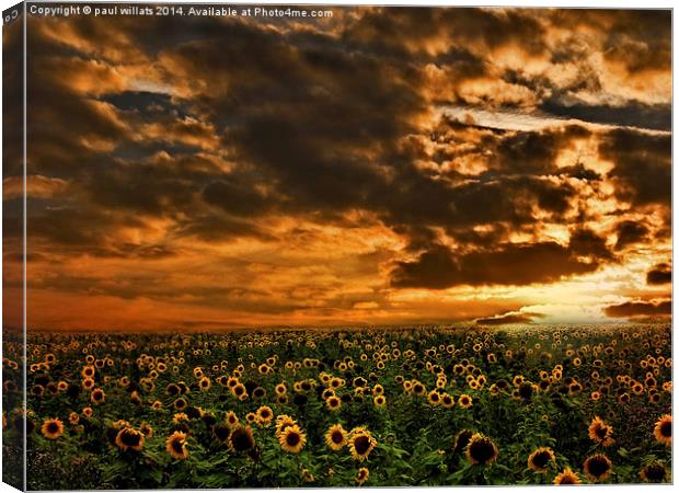 SUNFLOWERS Canvas Print by paul willats