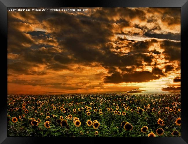  SUNFLOWERS Framed Print by paul willats