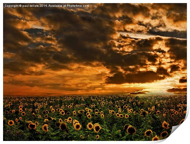  SUNFLOWERS Print by paul willats