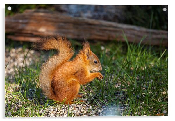 Squirrel Acrylic by Thomas Schaeffer