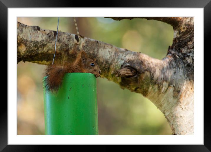 Squirrel Framed Mounted Print by Thomas Schaeffer