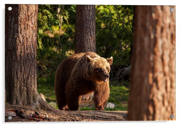 European Brown Bear Acrylic by Thomas Schaeffer