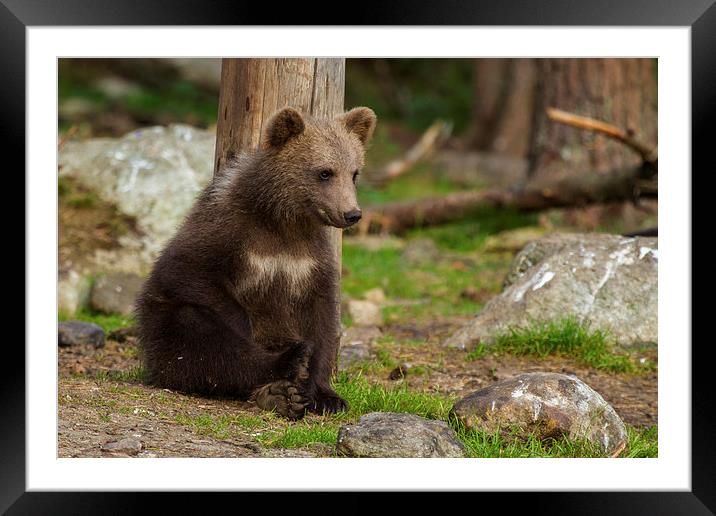 Brown bear Cub Framed Mounted Print by Thomas Schaeffer