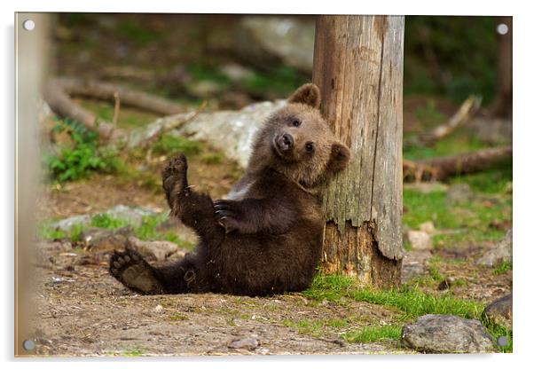 Brown bear Cub Acrylic by Thomas Schaeffer