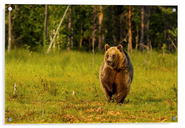 Brown bear in Martinselkonen Acrylic by Thomas Schaeffer