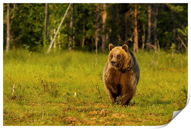 Brown bear in Martinselkonen Print by Thomas Schaeffer