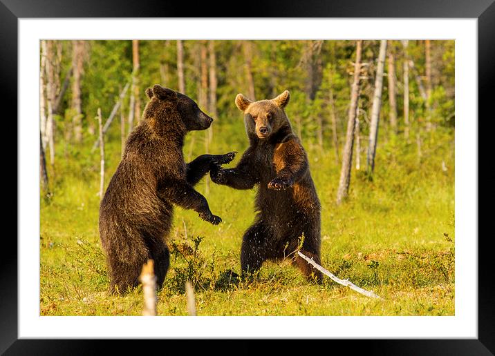 Dancing bears Framed Mounted Print by Thomas Schaeffer
