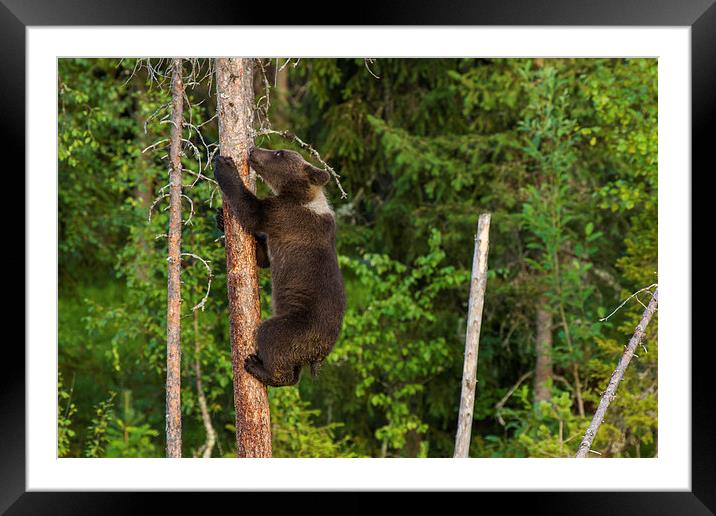 Climbing brown bear cub Framed Mounted Print by Thomas Schaeffer
