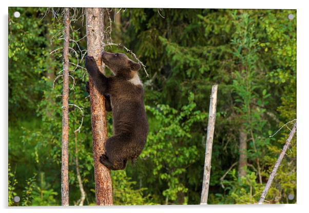 Climbing brown bear cub Acrylic by Thomas Schaeffer