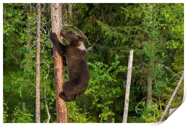 Climbing brown bear cub Print by Thomas Schaeffer