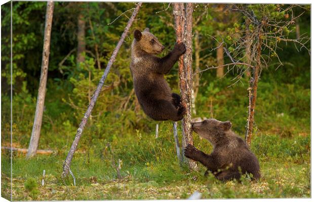 Climbing brown bear cubs Canvas Print by Thomas Schaeffer