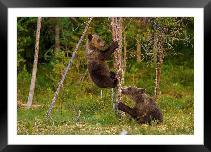 Climbing brown bear cubs Framed Mounted Print by Thomas Schaeffer