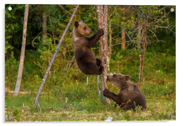 Climbing brown bear cubs Acrylic by Thomas Schaeffer