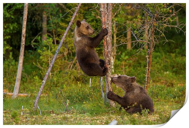 Climbing brown bear cubs Print by Thomas Schaeffer