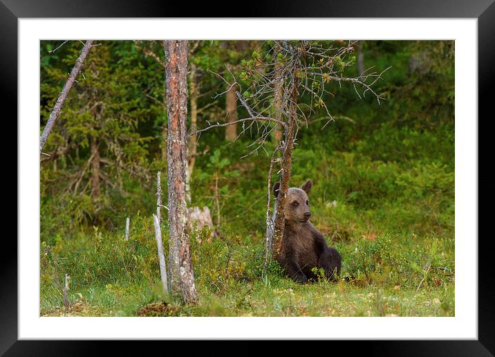 Sitting bear Framed Mounted Print by Thomas Schaeffer