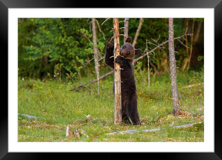 Tree hugger Framed Mounted Print by Thomas Schaeffer