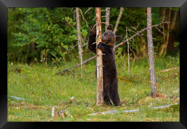 Tree hugger Framed Print by Thomas Schaeffer