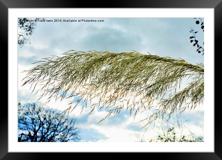  Beautiful, tall, willowy Pampas Grass Framed Mounted Print by Frank Irwin