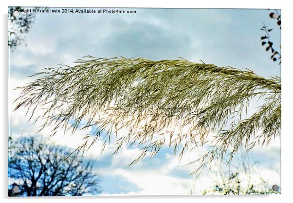  Beautiful, tall, willowy Pampas Grass Acrylic by Frank Irwin