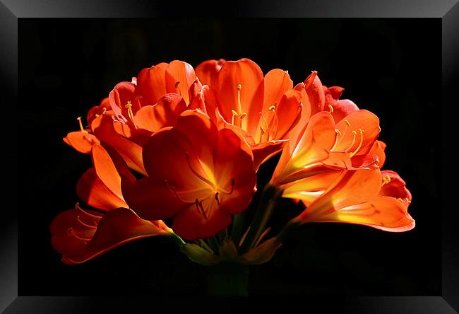 Beautifull flower back light  Framed Print by Jonathan Evans