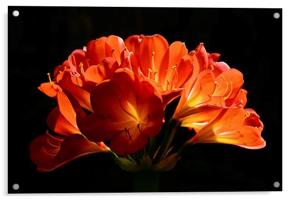Beautifull flower back light  Acrylic by Jonathan Evans