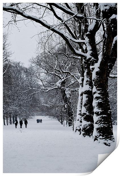 Winter Trees Print by Karen Martin