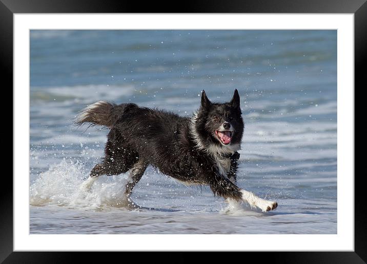 Border Collie in the water Framed Mounted Print by Thomas Schaeffer