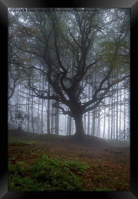  Ancient Beech Framed Print by David Tinsley