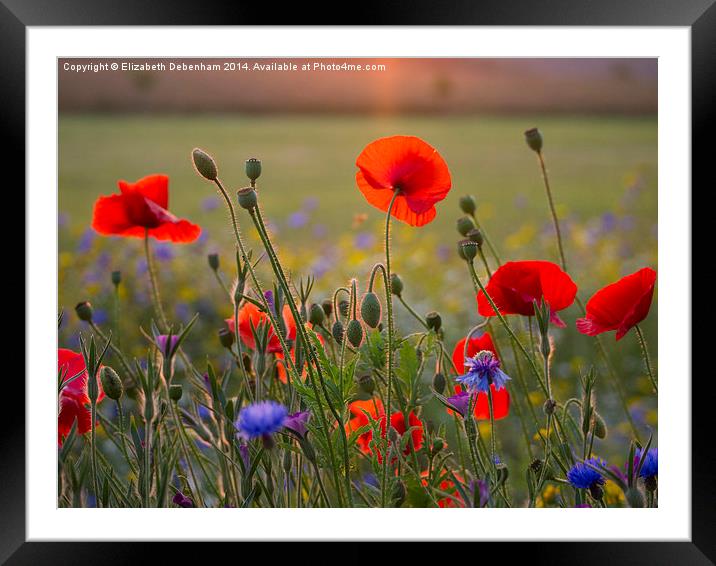  Poppies and cornflowers in evening sun Framed Mounted Print by Elizabeth Debenham