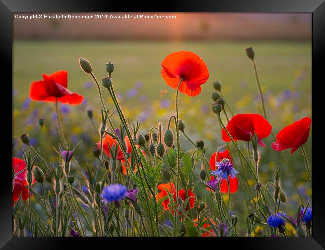  Poppies and cornflowers in evening sun Framed Print by Elizabeth Debenham