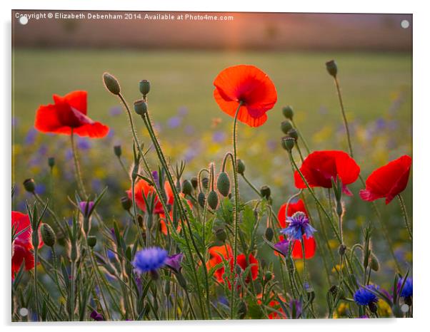  Poppies and cornflowers in evening sun Acrylic by Elizabeth Debenham