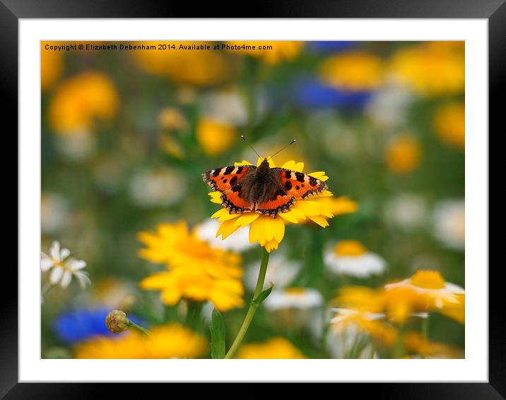 Small Tortoiseshell in Wild Flowers Framed Mounted Print by Elizabeth Debenham