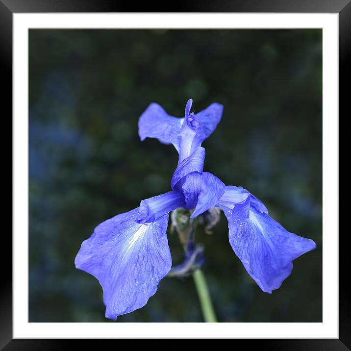 Blue Pond Iris Framed Mounted Print by Stephen Mole
