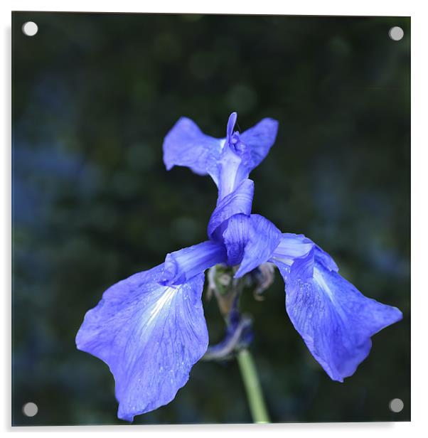 Blue Pond Iris Acrylic by Stephen Mole