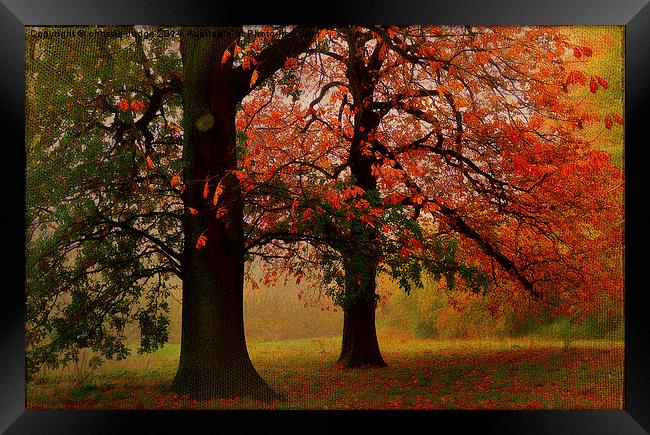  textured/painterly Autumn scene  Hampstead-heath  Framed Print by Heaven's Gift xxx68