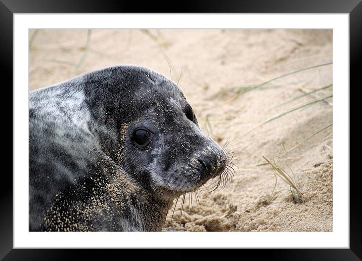  Common Seal Framed Mounted Print by Darryl Hopkins
