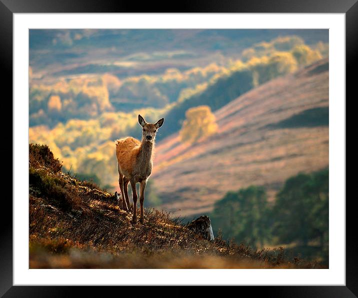  Red Deer Calf Framed Mounted Print by Macrae Images